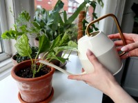 Jardinage : quelle eau pour les plantes d’intérieur ?