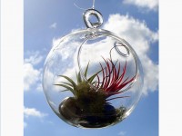 Jardinage : s'occuper d'un tillandsia en 5 questions