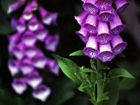 Jardinage : une nouvelle obligation d'information sur les plantes à risques