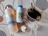 Jardinage naturel : 5 remèdes simples et efficaces pour le potager