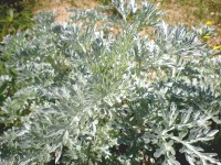 Jardinage naturel : comment utiliser l'absinthe au jardin ?