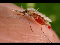 malaria tous nos articles sur malaria absinthe paludisme ...