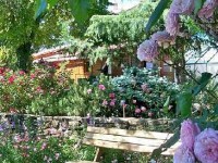 L'Abbaye de Valsaintes : une magnifique roseraie