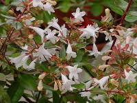 L'abélia : un arbuste pour les haies fleuries