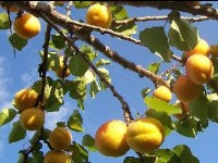 L'abricotier : présentation et conseils d'entretien