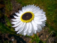 L'acroclinium : une fleur champêtre pour les bouquets secs