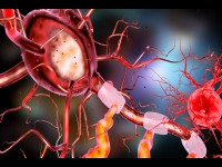 L'activité du cerveau est elle liée à la durée de vie ?