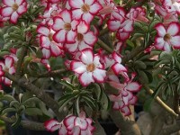 L'Adenium ou rose du désert : présentation et culture