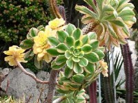 L'aeonium : culture et entretien