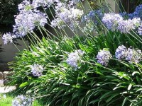 L'agapanthe : plantation et entretien