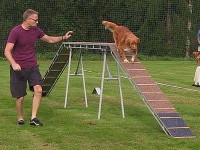 L'agility, un sport canin éducatif et ludique