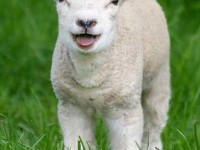 L'agneau pascal : origine et signification 