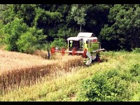 L'agroforesterie : un nouveau mode de culture