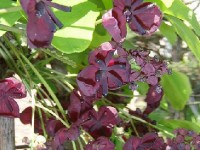 L'akébie ou akebia quinata : une plante décorative et odorante