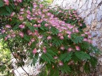 L'albizia julibrissin ou arbre à soie