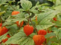 L'alkékenge ou lanterne japonaise : une plante originale