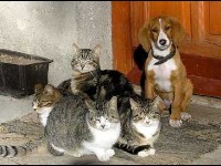 L'allergie aux animaux : quelles solutions ?