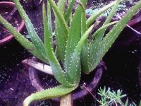 L'aloe vera : une plante dépolluante à cultiver chez soi