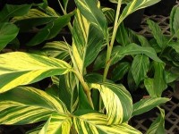 L'Alpinia zerumbet : présentation et culture