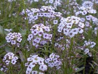 L'alysse odorante : une fleur facile à cultiver