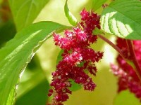 L'amarante : une jolie plante ornementale