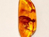 L'ambre : histoire et légendes