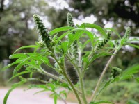 L'ambroisie : le fléau des allergiques