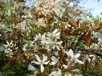 L'amélanchier : un bel arbuste en toute saison