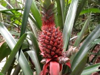 L'ananas : une belle plante ornementale
