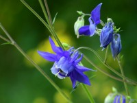 L'ancolie : 5 choses à savoir sur cette belle fleur de printemps