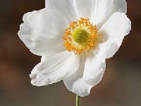 L'anémone du Japon : présentation et conseils de culture 