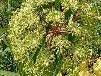 L'angélique est une plante aromatique de la même famille que :