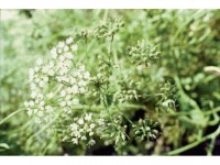 L’anis vert : quels bienfaits pour la santé ?