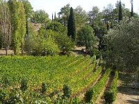 L'AOC Bellet : le vin de la ville de Nice