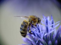L'apithérapie : se soigner grâce aux abeilles
