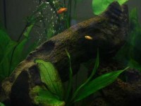 L'Aquariophilie : La passion des plantes aquatiques et des poissons.