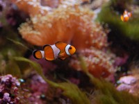 L'Aquarium Tropical de Paris : un lieu à redécouvrir