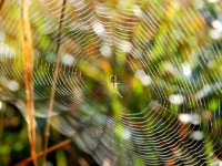 L'arachnophobie : causes et solutions