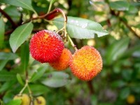 L'arbousier : un arbre méditerranéen