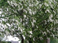 L'arbre aux mouchoirs : une floraison surprenante