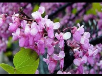 L'arbre de Judée : présentation et conseils de culture