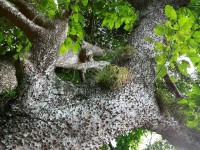 L'arbre dynamite : 5 choses à savoir sur l'espèce Hura crepitans