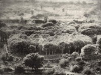 L'arbre et le photographe : une exposition à l'Ecole des Beaux-Arts