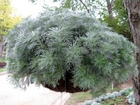 L'armoise : une plante décorative et médicinale