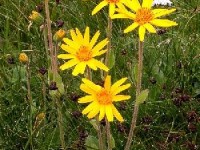 L'arnica : le remède naturel contre les coups