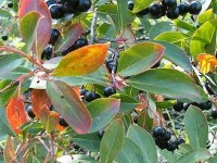 L'aronia : un arbuste aux multiples attraits