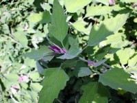 L'arroche des jardins : un légume oublié
