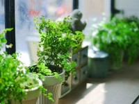 L'arrosage au fil : comment ça marche ?