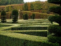 L'art topiaire : l'art de la sculpture végétale