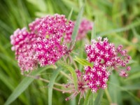 L'asclépiade incarnate : de jolies fleurs au parfum vanillé